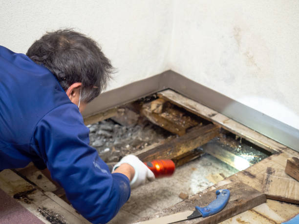 Office Mold Removal Services in Princeton, WV