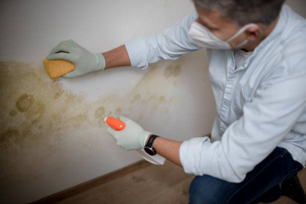 Best Toxic Mold Removal  in Princeton, WV