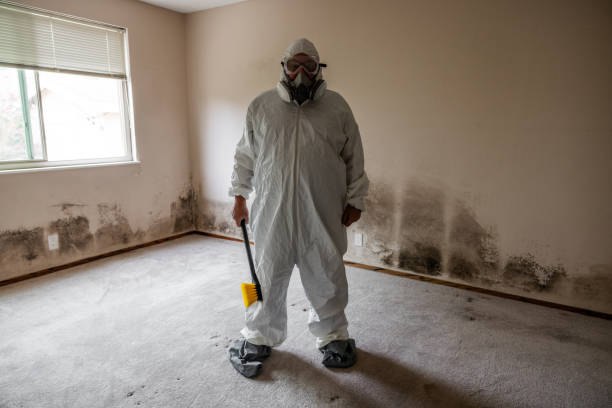 Attic Mold Removal in Princeton, WV