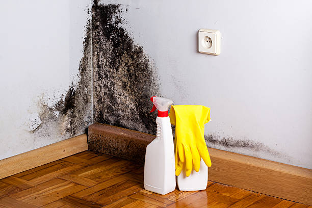 Best Local Mold Removal Service  in Princeton, WV