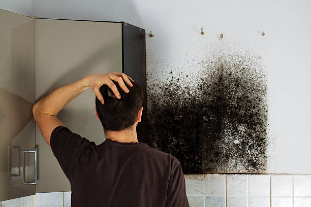 Best Mold Remediation Services  in Princeton, WV